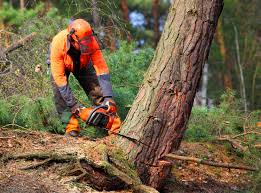 Best Emergency Tree Removal  in North Catasauqua, PA